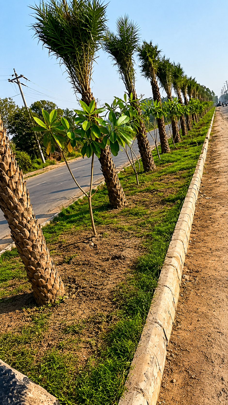 After Palm Tree by Total Green Solutions